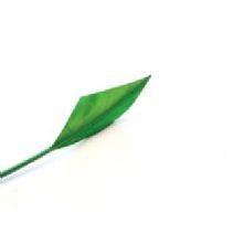 Emerald Green Arrow Head Feather